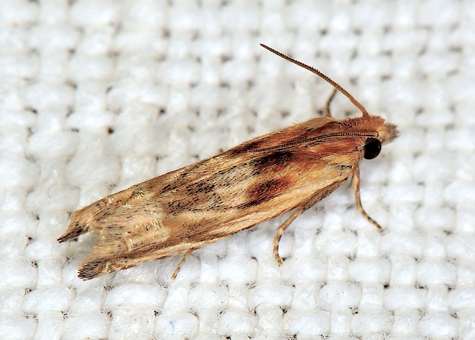 Eucosma cana